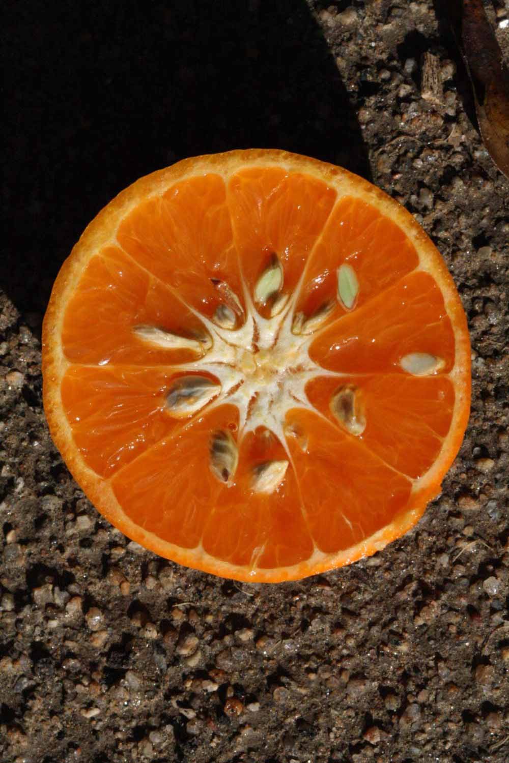              Fruit cross-section (Riverside, CA)       